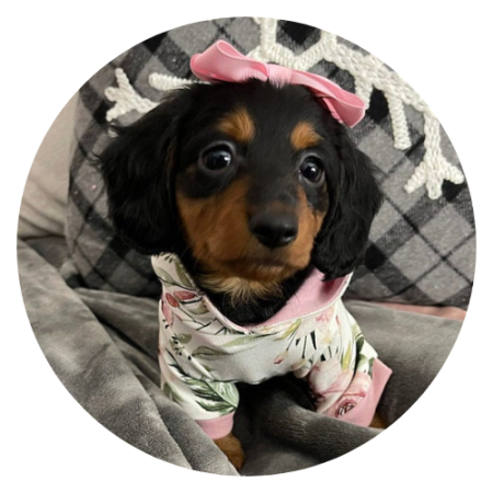 wyprawka dla jamnika